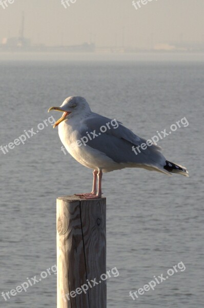 Herring Gull Seagull Larus Bird Laridae