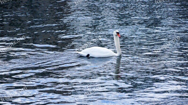 Swan Lake Sea Swimming Animal