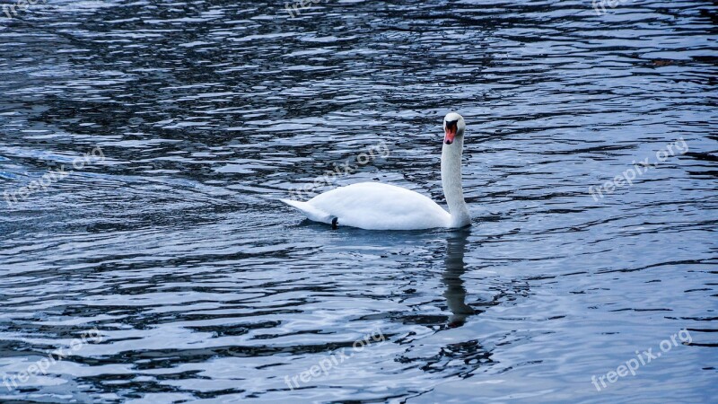 Swan Lake Sea Swimming Animal