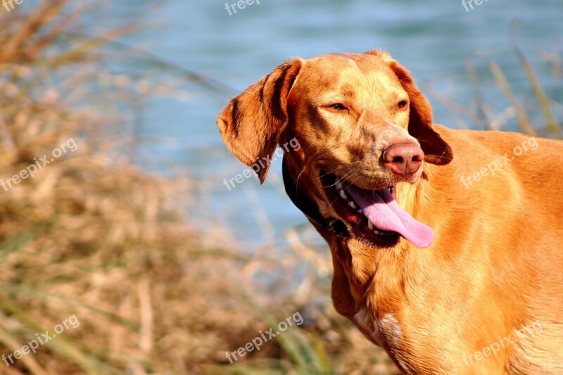 Dog Water Lake Pet Animal