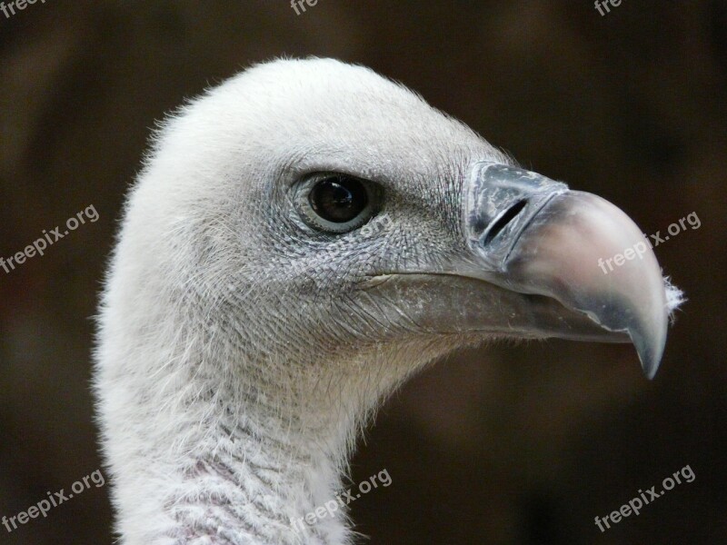 Vulture Ruppel Vulture Bird Raptor Nature