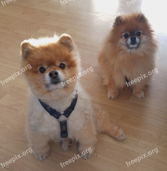 Dwarf Spitz Pomeranian Dog Pointed Pet