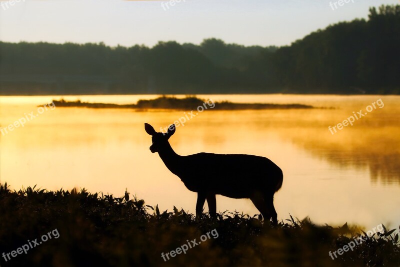 Deer Silhouettes Lake Water Reflections