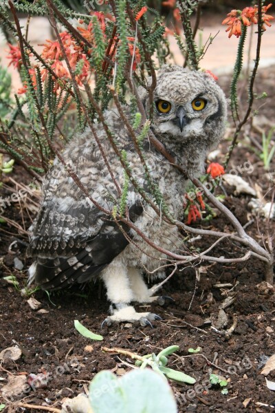 Juvenile Owl Kirstenbosch Botanical Gardens Cape Town Bird