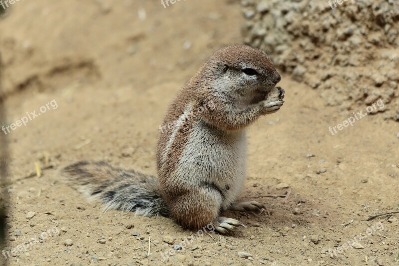 Meerkat Zoo Animals Eat Sitting Free Photos