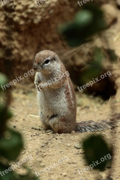 Meerkat Zoo Cute Sit Animals