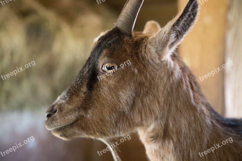 Goat Close Up Animal Goat's Head Free Photos