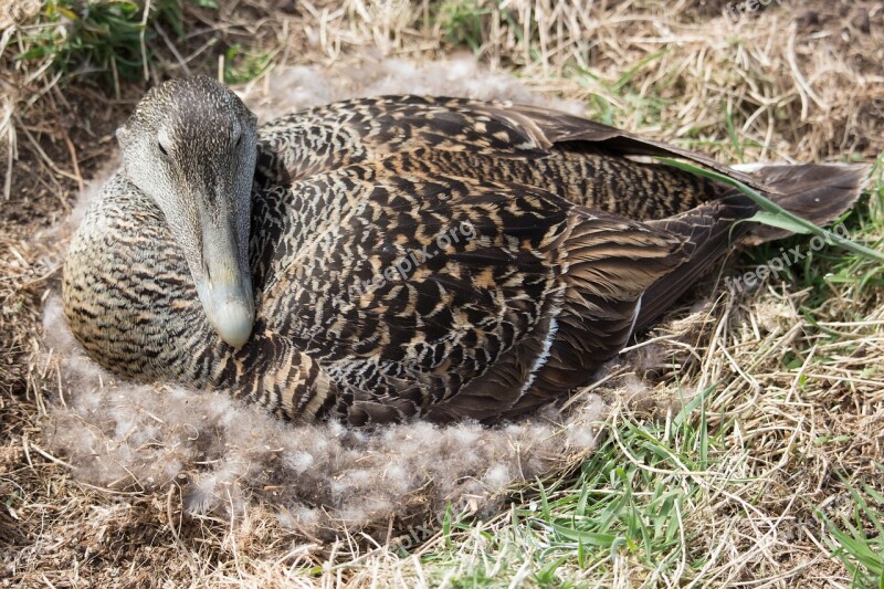 Eider Duck Nest Nesting Bird Seabird