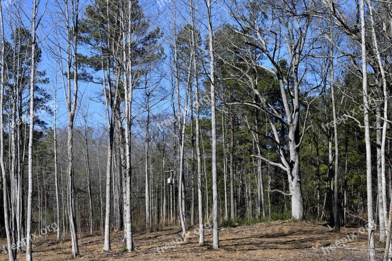 Forest Baron Trees Outdoors Winter Landscape