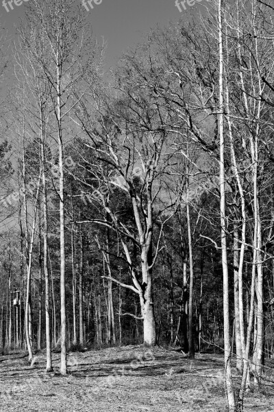 Forest Barren Trees Outdoors Winter Landscape