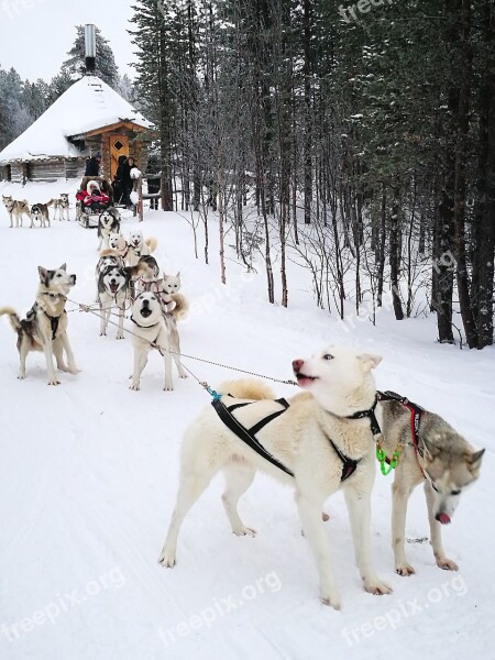 Dogs Husky Sled Dog Murmansk Russia