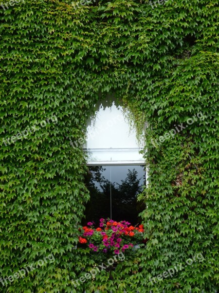 Window Creeper Flowers Reflection Green