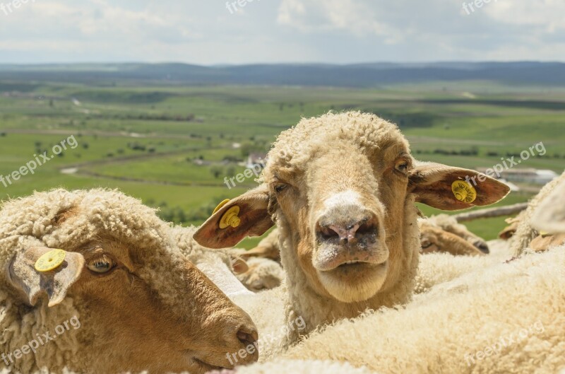 Sheep Landscape Lamb állatportré Nature