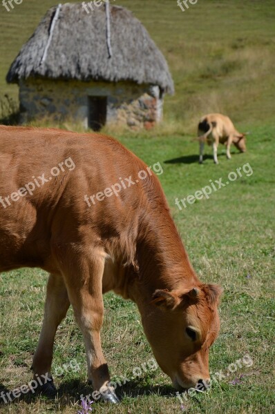 Cow Calf Teito Asturias Somiedo