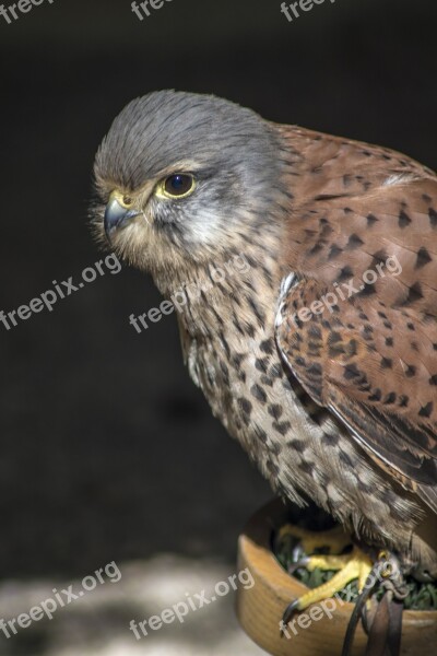 Bird Hawk Kestrel Wildlife Predator