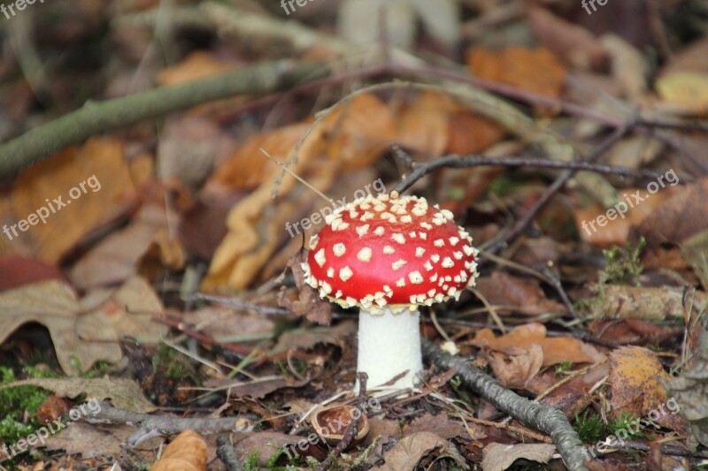 Fly Agaric Mushroom Forest Autumn Red Free Photos