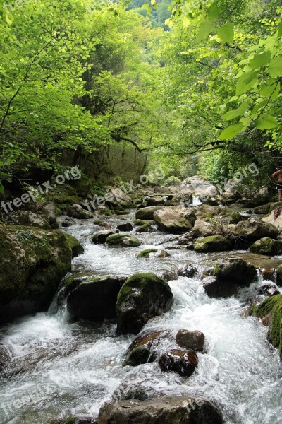 Nature Forest Light Trees Plant