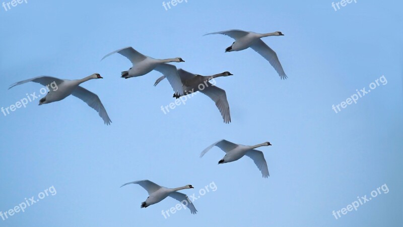 Swans Flying Birds Waterfowl Elbaue