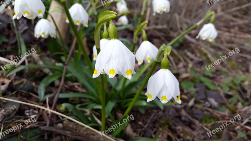 Snowflake Spring White Blossom Bloom