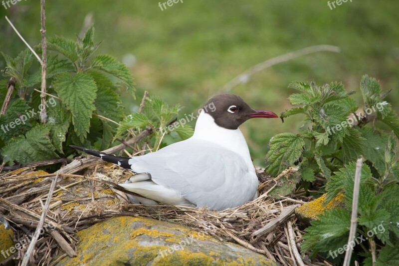 Black-headed Gull Nesting Bird Farne Seagull