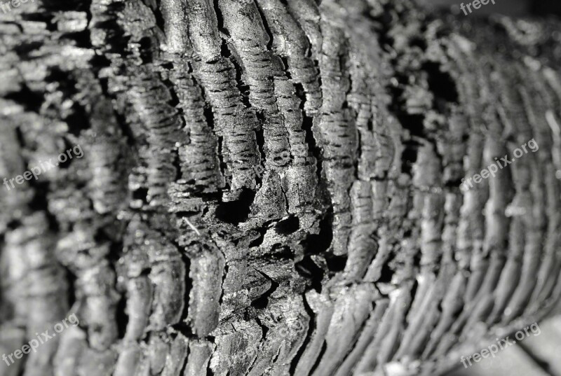 Wood Carbon Structure Brand Close Up