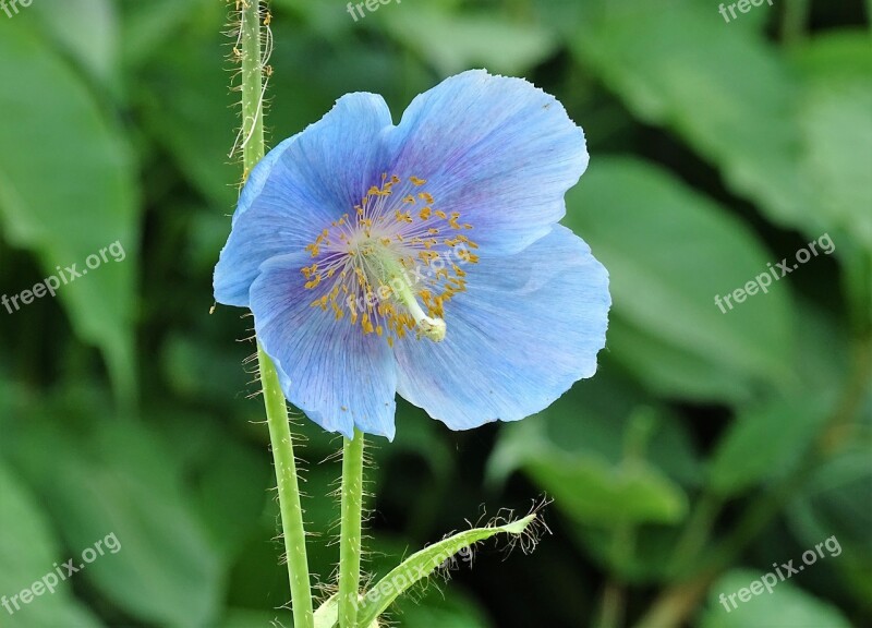 Flowers Anemone Blue Nature Wood Anemone