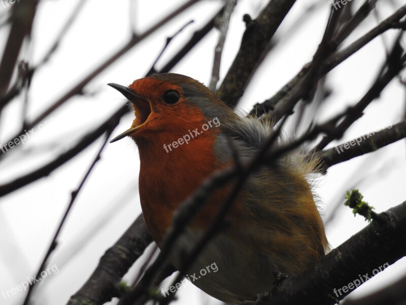 Bird Robin Animal Nature Wildlife