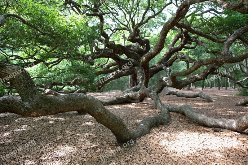 Angel Oak Charleston Oak Tree Free Photos