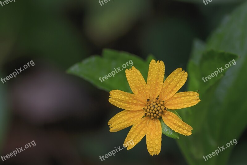 Yellow Daisy Background White Isolated