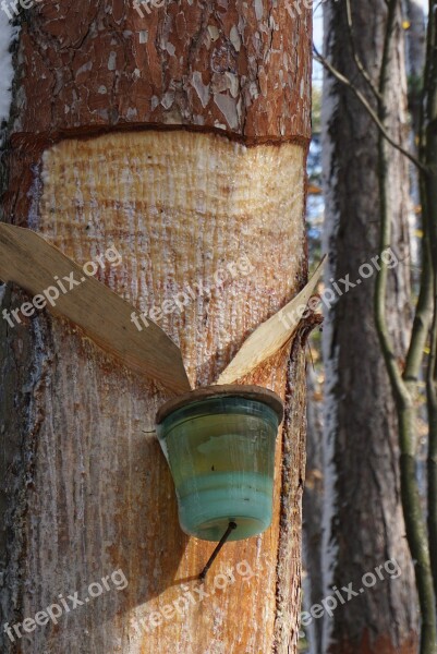 Resin Extraction Pitches Black Pine Pine Resin Unesco