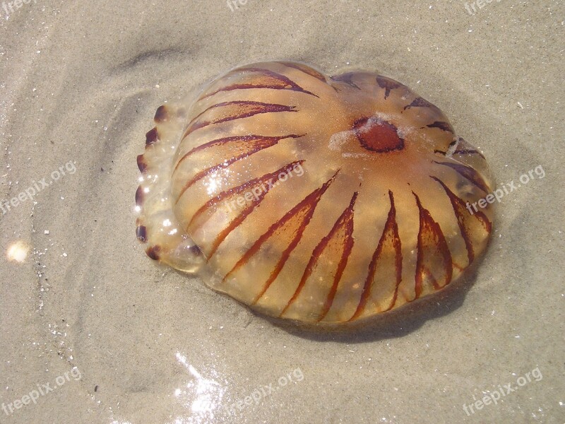 Jellyfish Sea Beach Sea Animal Mollusk