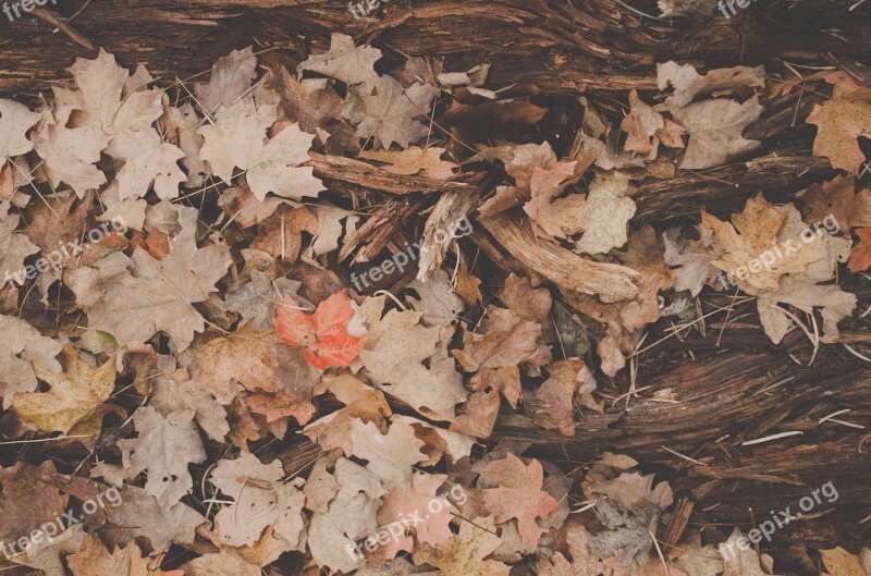 Fall Autumn Leaves Yellow Foliage