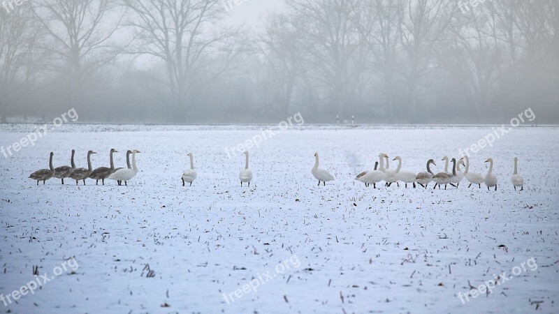 Landscape Winter Cold Icy Snow