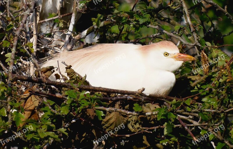 Cattle Egret Ave Animal Bird Great Egret