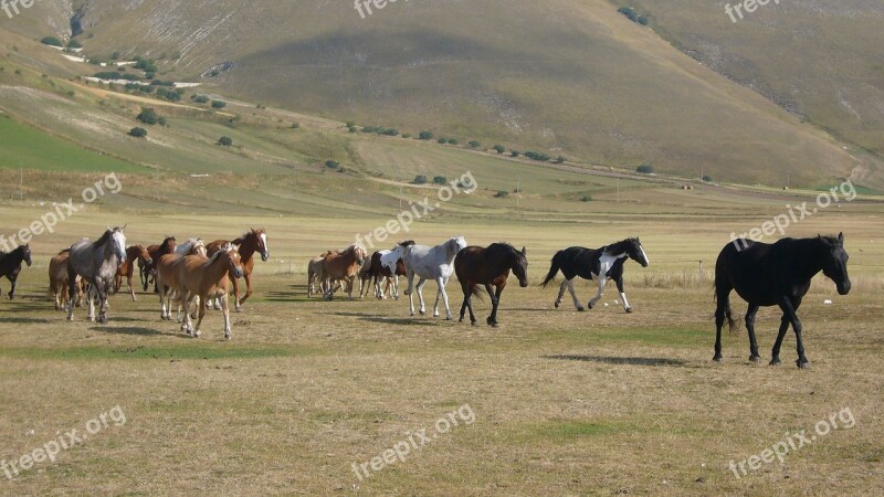 Castelluccio Horses Piano Free Photos