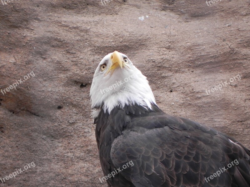 Bald Eagle Bird Albuquerque Zoo Free Photos