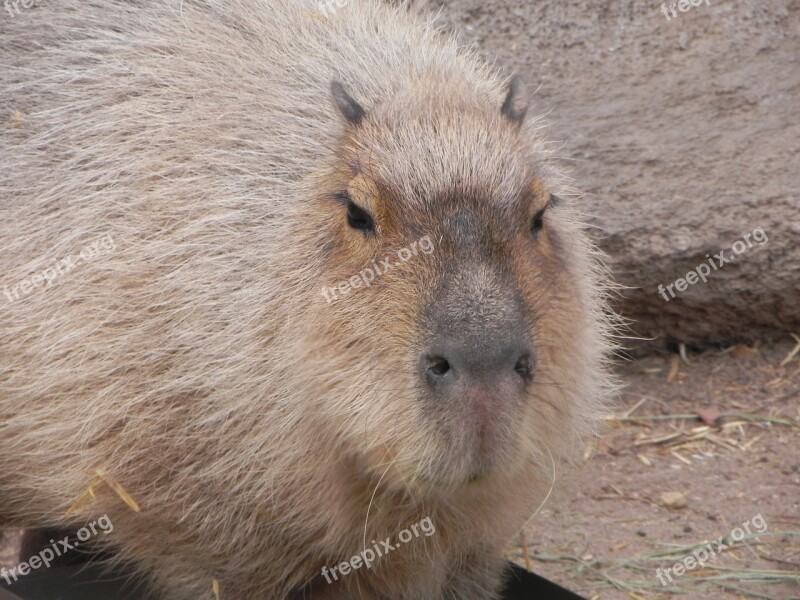 Capybara Rodent Albuquerque Zoo Free Photos