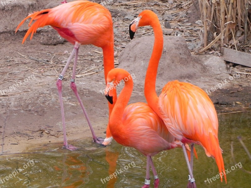 Pink Flamingo Albuquerque Zoo Bird Free Photos