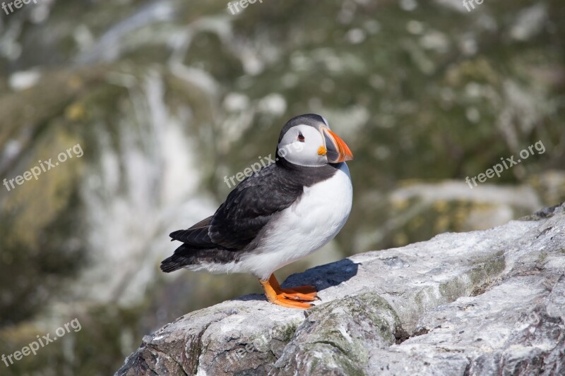 Puffin Farne Bird Nature Northumberland