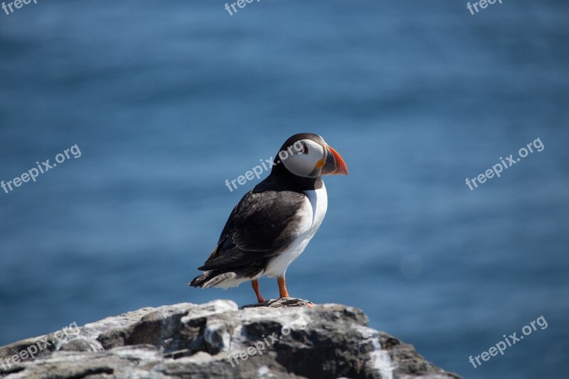 Puffin Sea Seabird Farne Bird