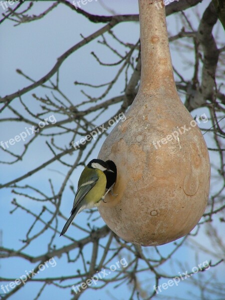 Bird Nature Animal Titmouse Bird Feeder