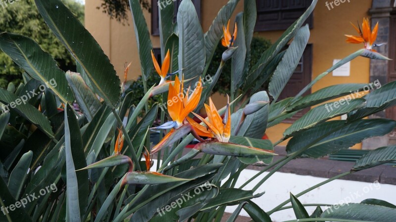 Flowers Exotic Tenerife Strelitzia Reginae Bird Of Paradise Flower