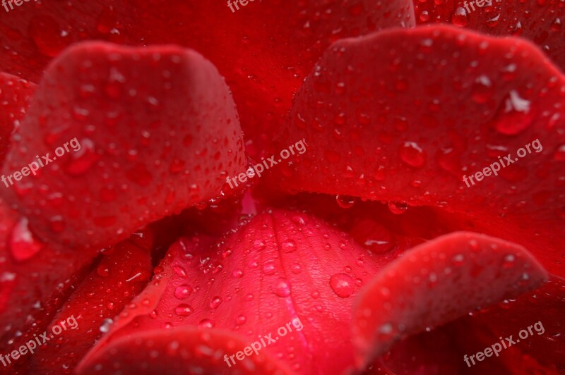 Rose Flower Rain Drops Rose Flower