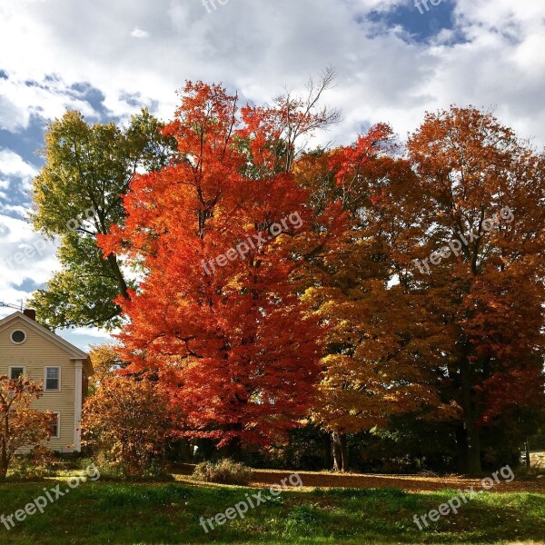 Trees Autumn Nature Season Fall