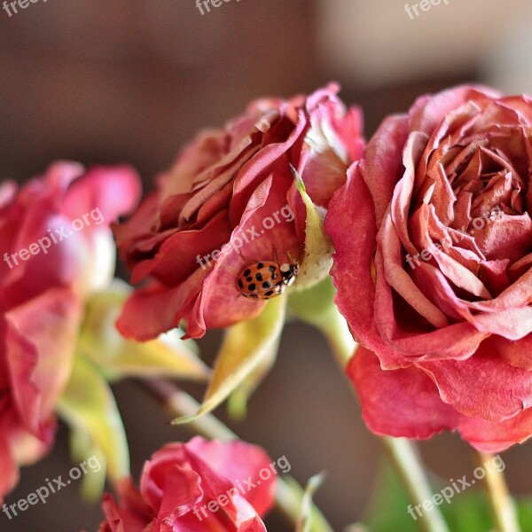 Rose Ladybug Plant Nature Flower