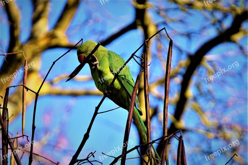 Parrot Green Bird Parakeet Bill