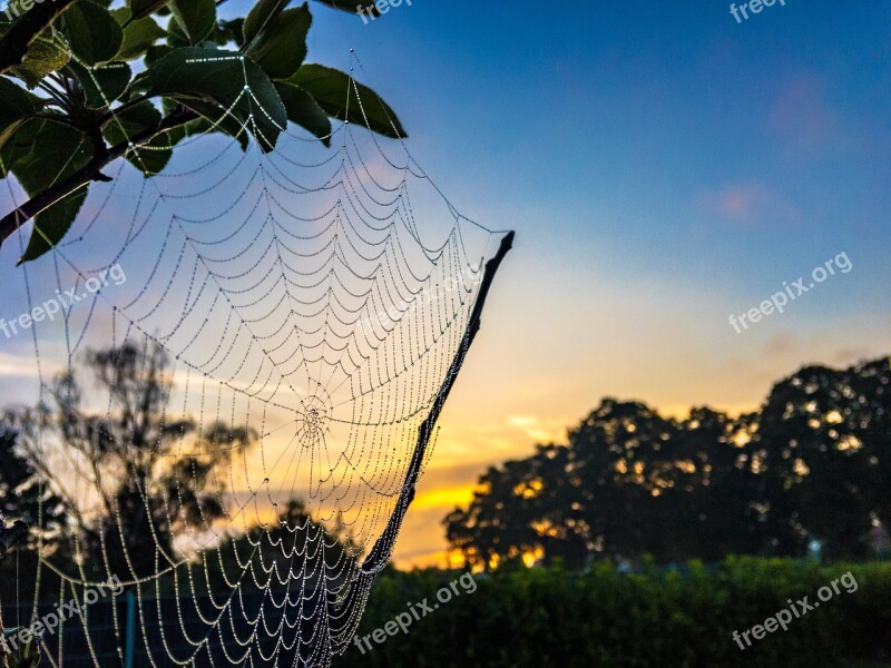 Dew Cobweb Summer Sky Yellow