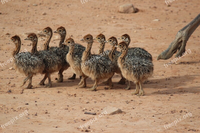 Ostriches Young Ostriches Animals Safari Runner