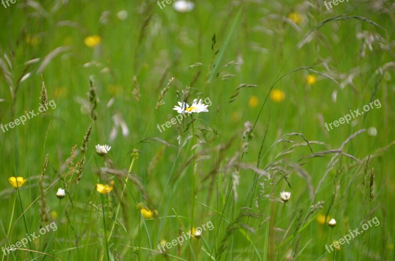 Summer Meadow Meadow Nature Daisy Mountain Meadow