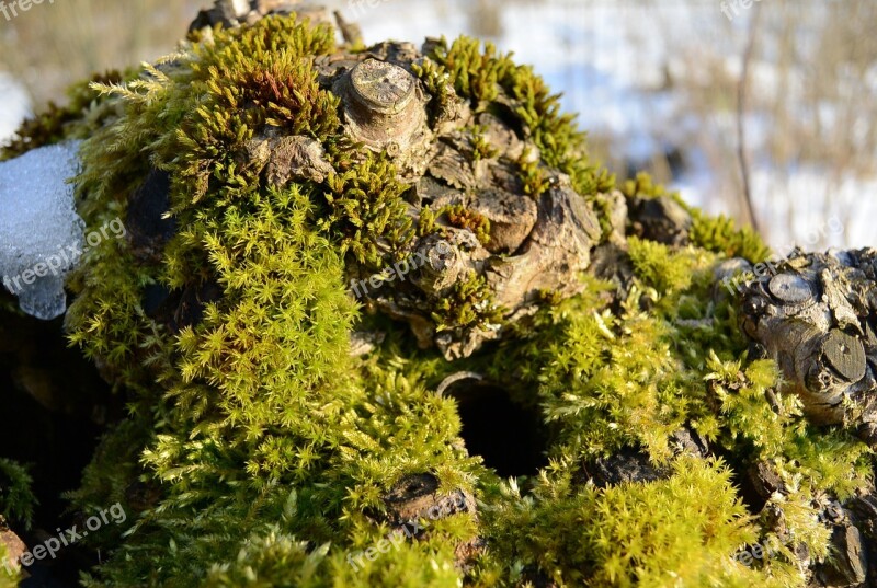 Root Moss Tree Stump Nature Close Up